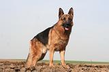 BERGER ALLEMAND 1339